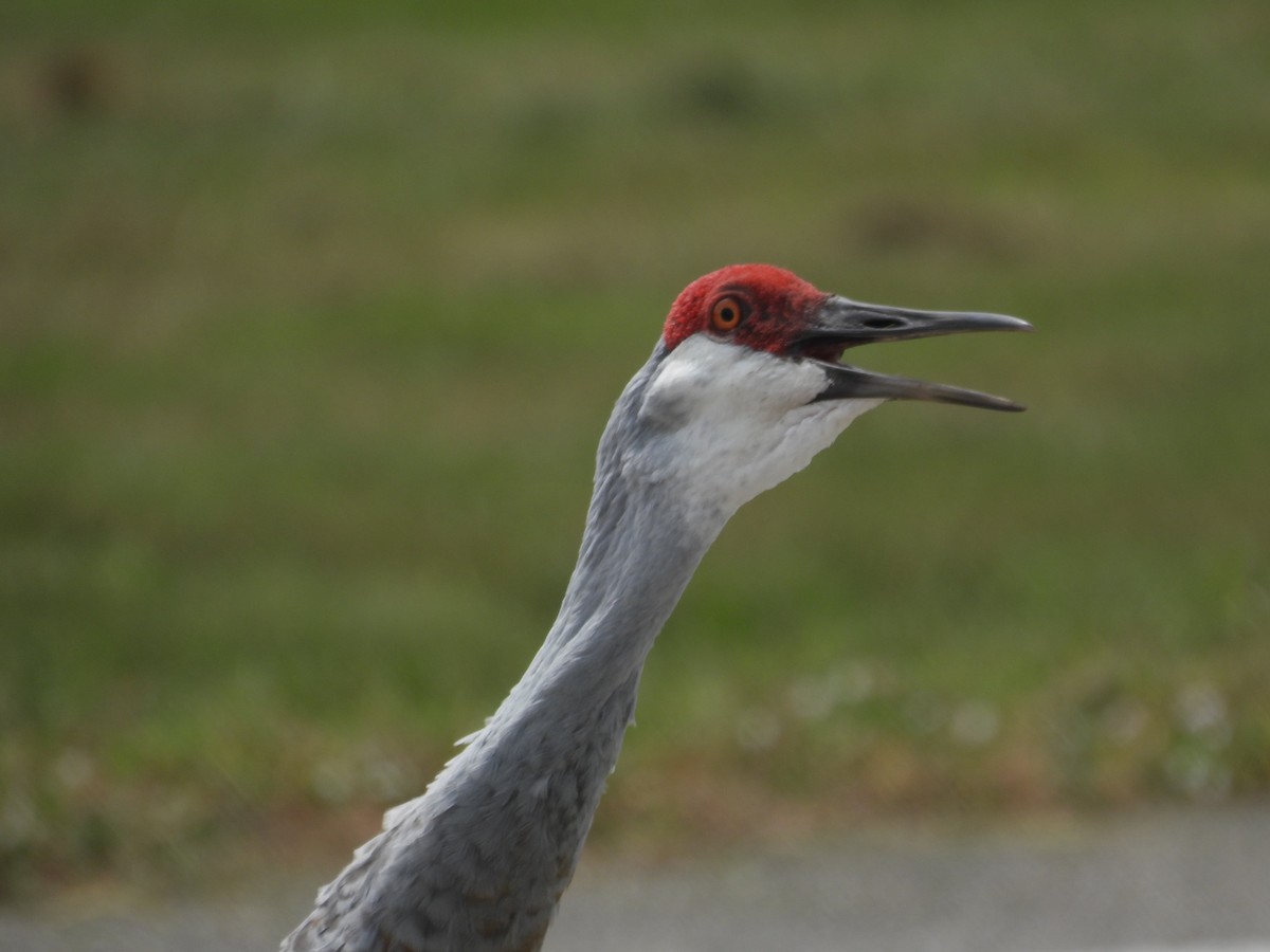 jeřáb kanadský - ML645479059