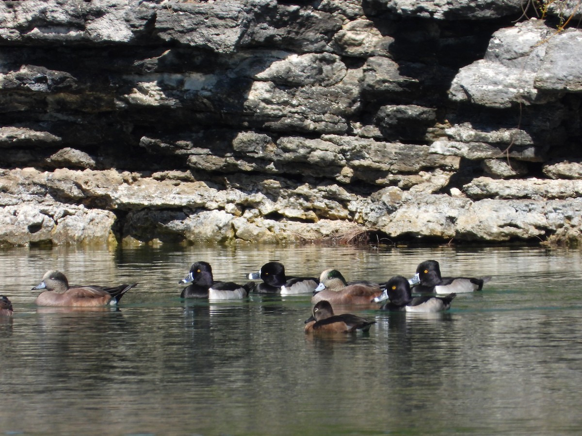 クビワキンクロ - ML645479060