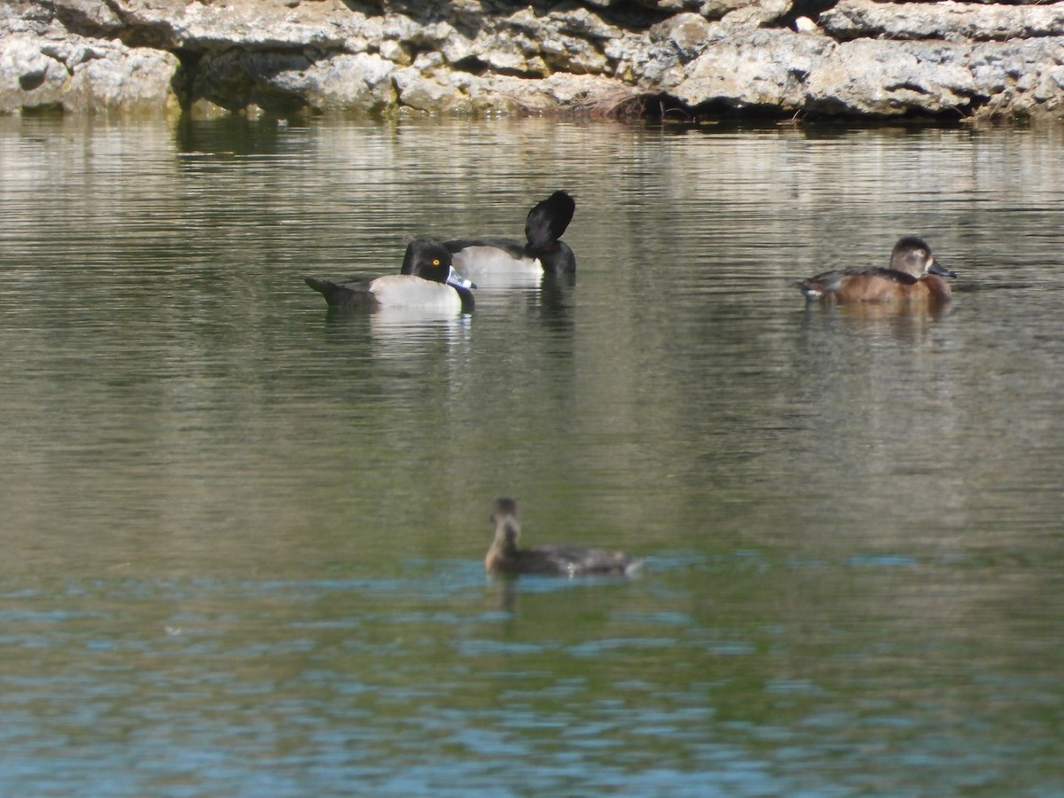 クビワキンクロ - ML645479061