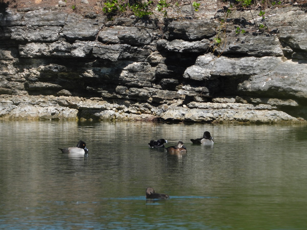 クビワキンクロ - ML645479062