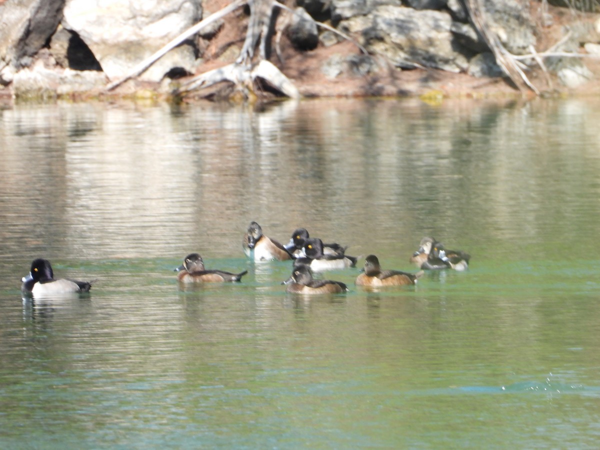 クビワキンクロ - ML645479063