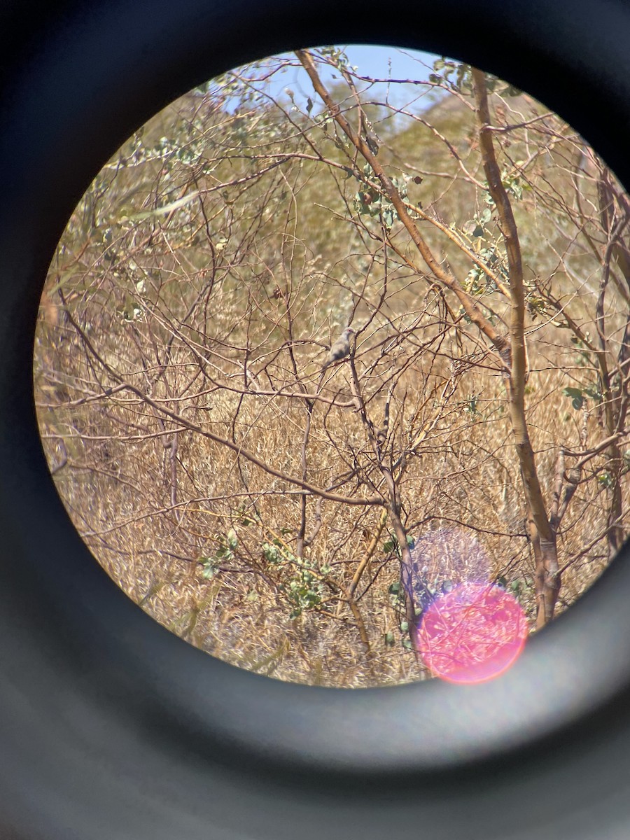 Diamond Dove - ML645479069