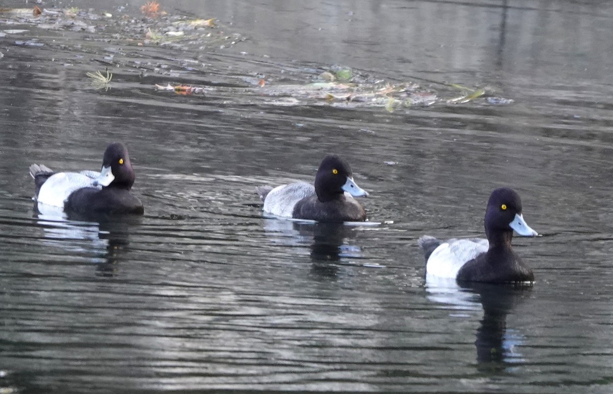 Lesser Scaup - ML645479073