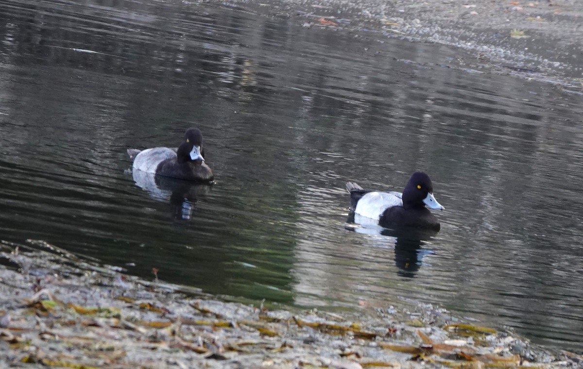 Lesser Scaup - ML645479074