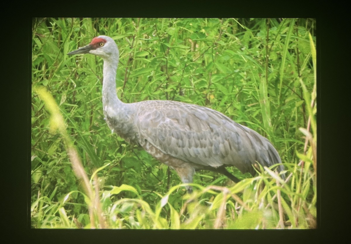 Sandhill Crane - ML645479085