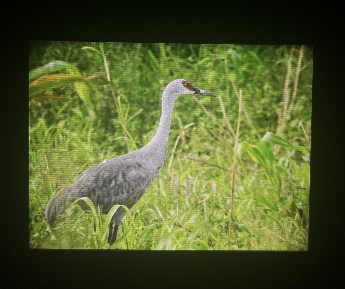Sandhill Crane - ML645479086
