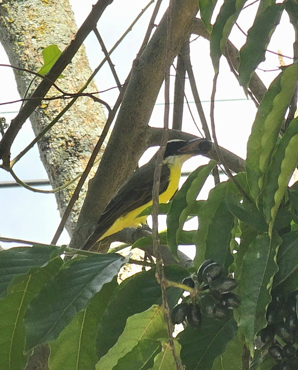 Boat-billed Flycatcher - ML645479088