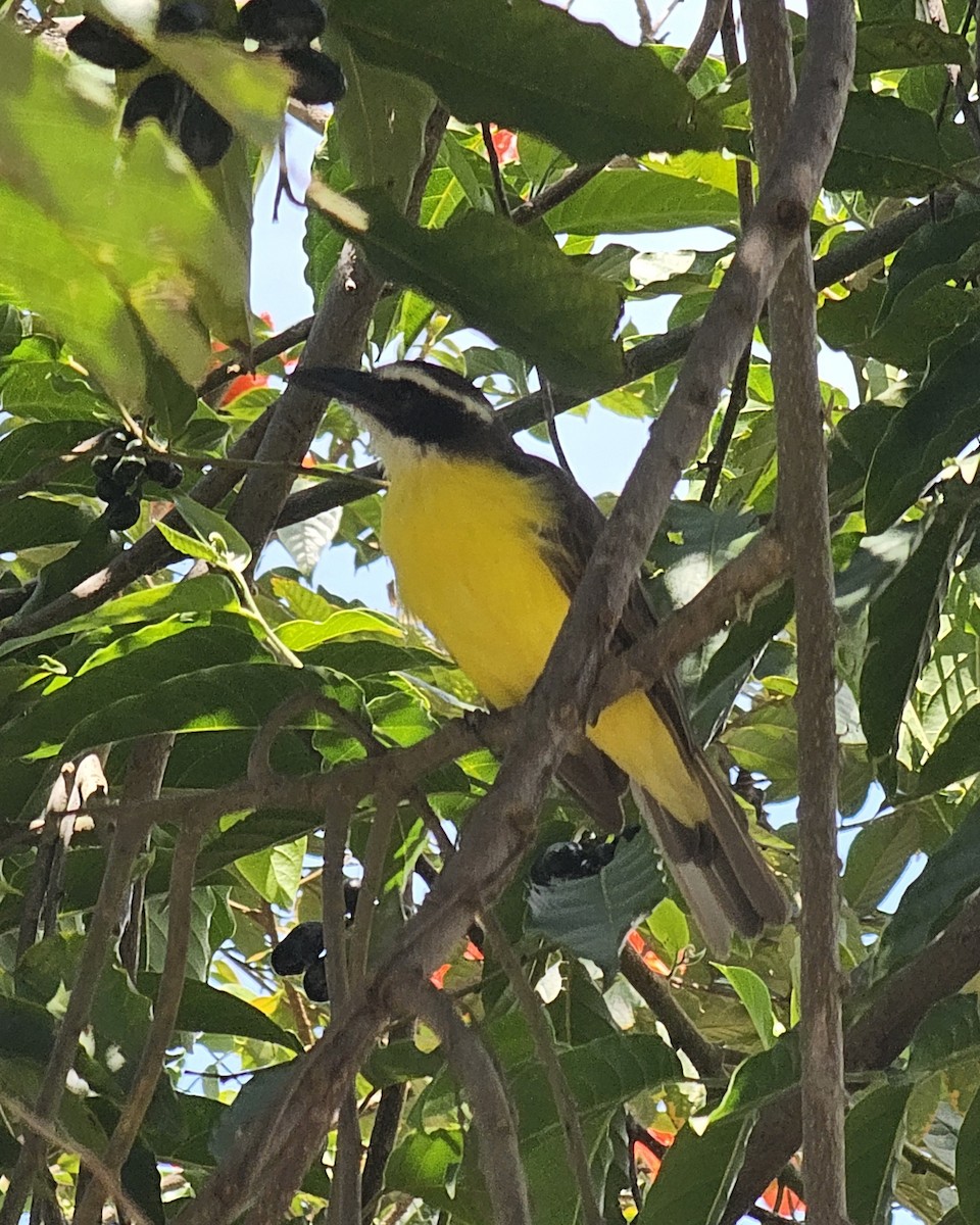 Boat-billed Flycatcher - ML645479089