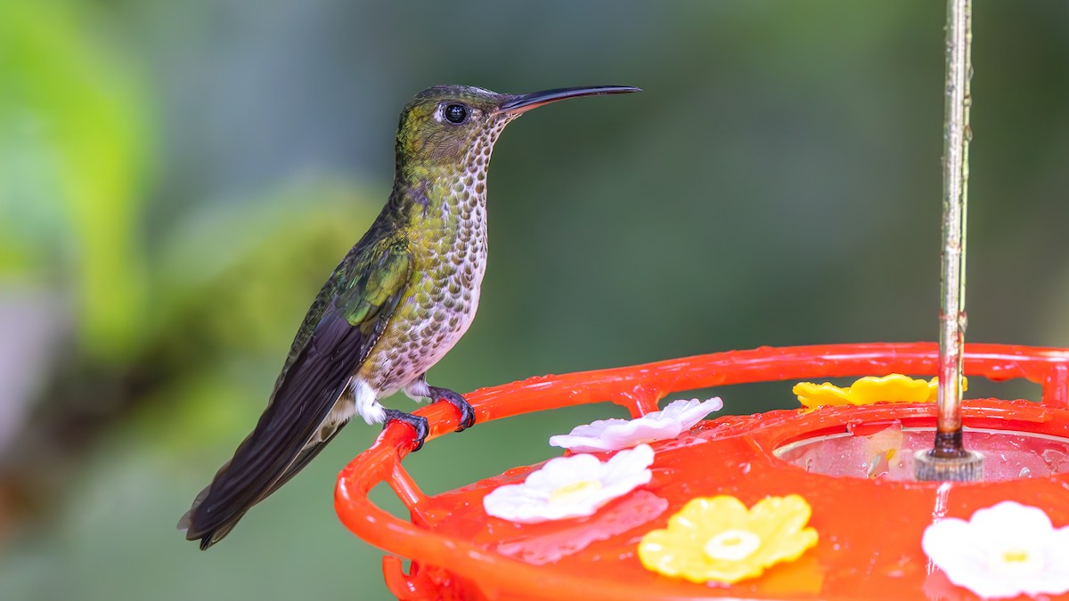 Colibri grivelé - ML645479090