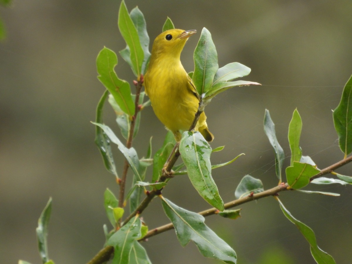 Northern Yellow Warbler - ML645479096