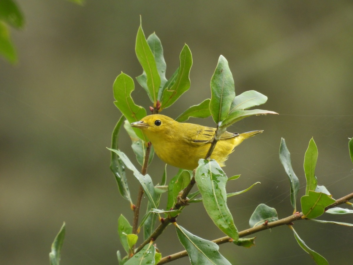 Northern Yellow Warbler - ML645479097