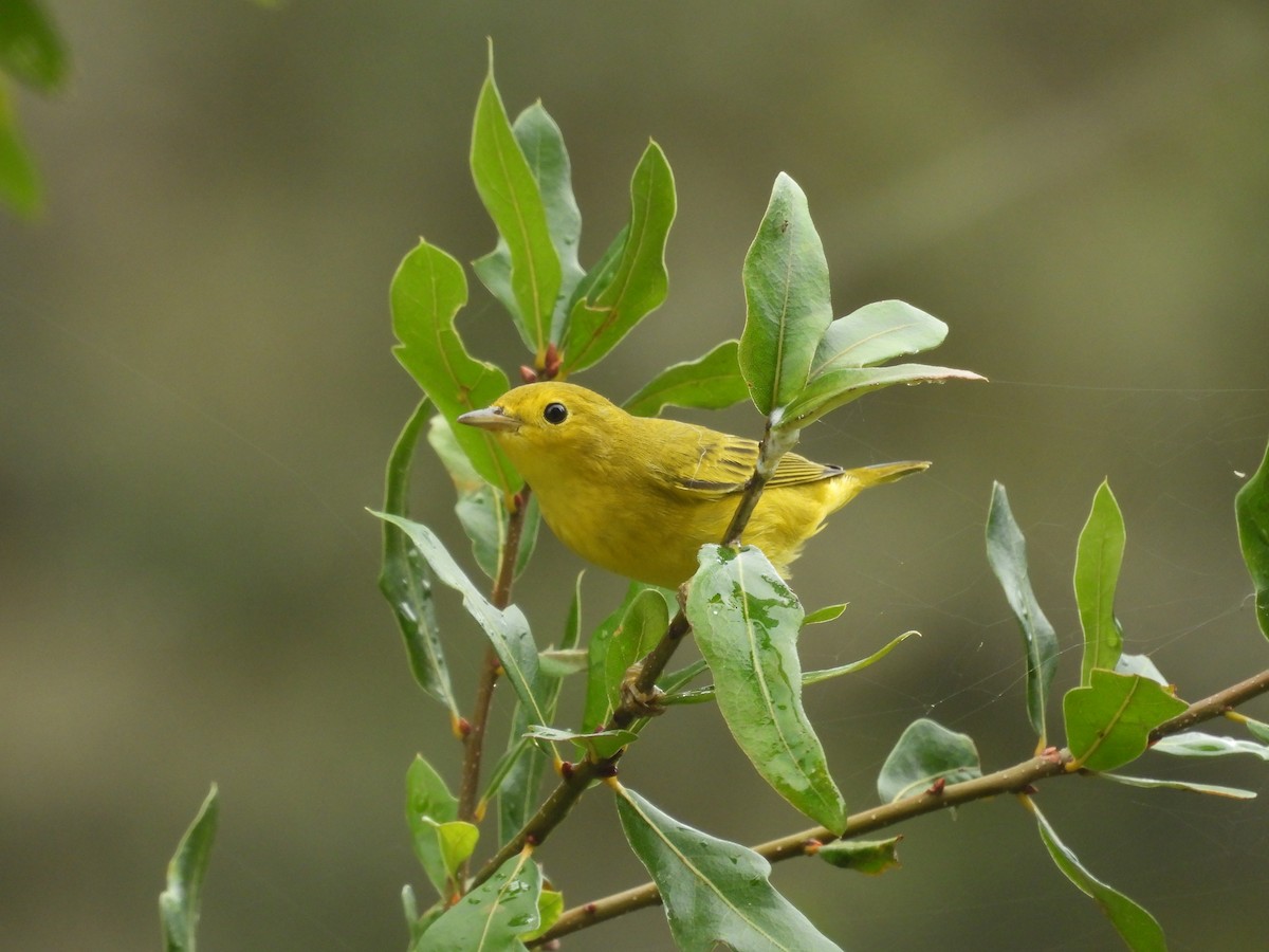 Northern Yellow Warbler - ML645479098