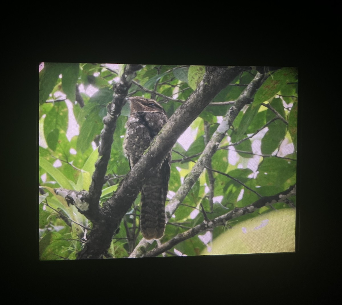 Chuck-will's-widow - ML645479107