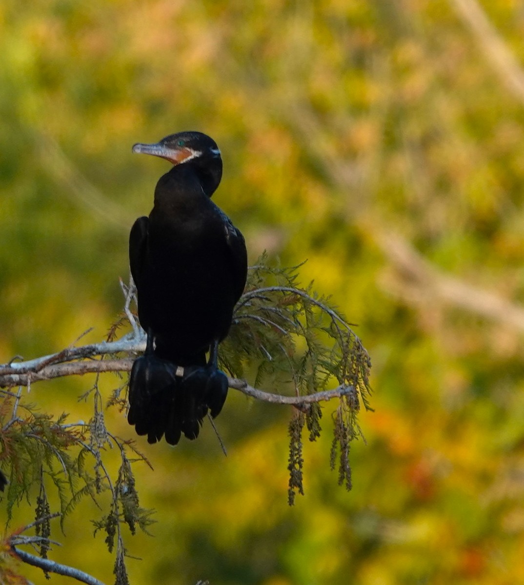 Neotropic Cormorant - ML645479108