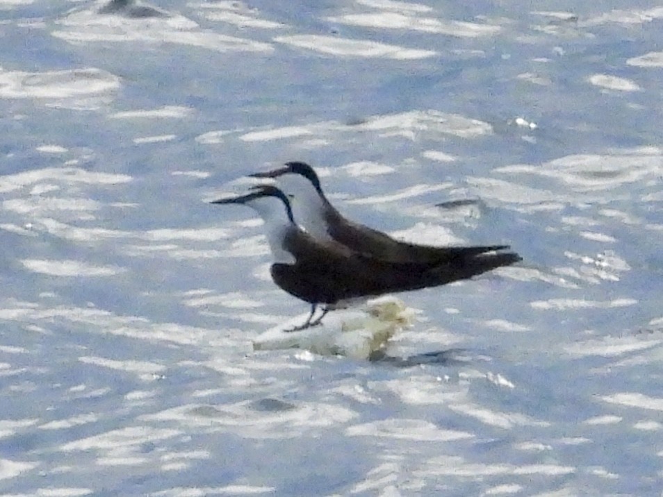 Bridled Tern - ML645479109