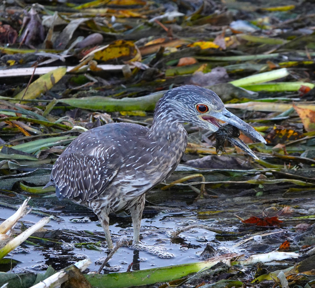 Yellow-crowned Night Heron - ML645479113