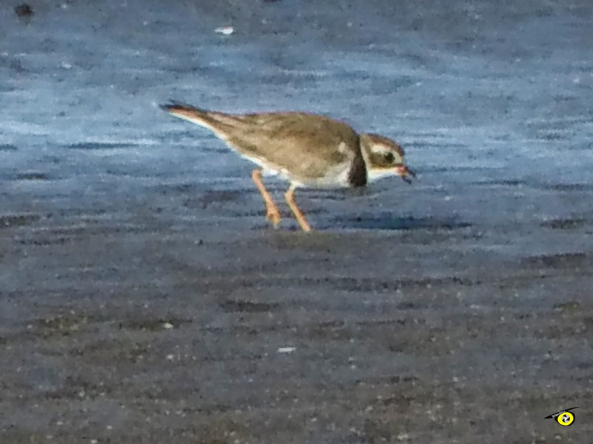 Semipalmated Plover - ML645479122