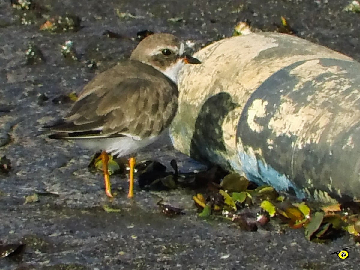 Semipalmated Plover - ML645479123