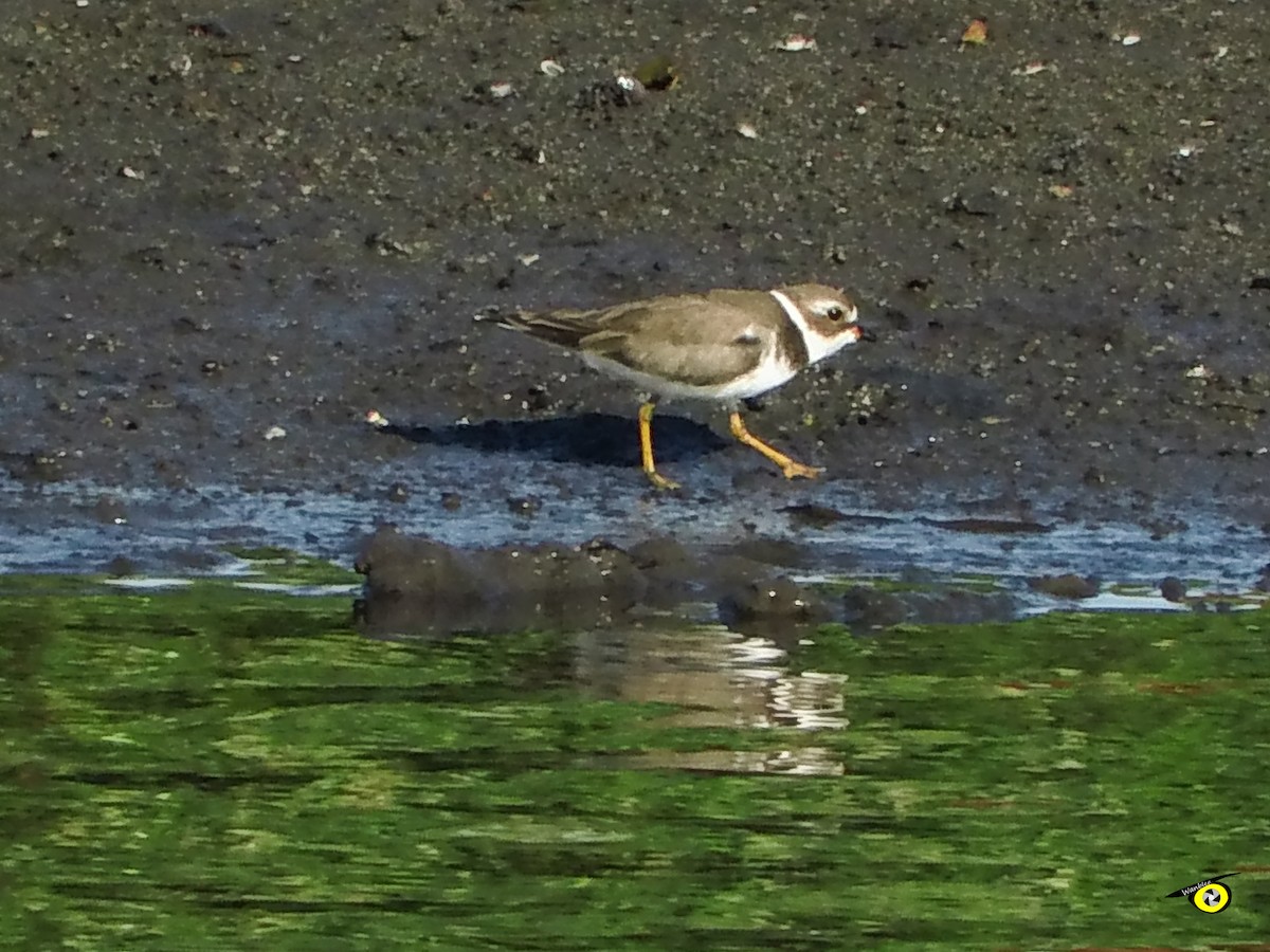 Semipalmated Plover - ML645479124