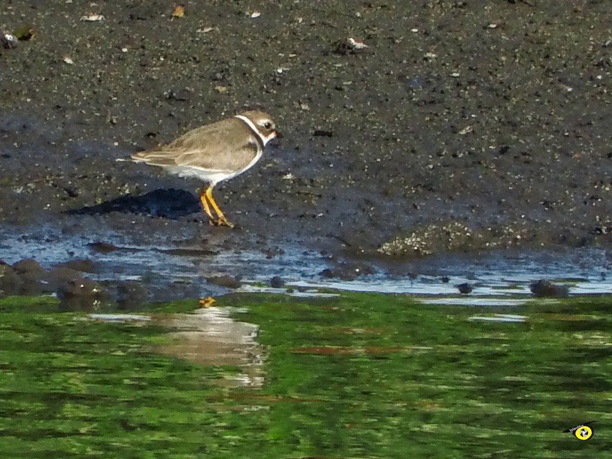 Semipalmated Plover - ML645479125