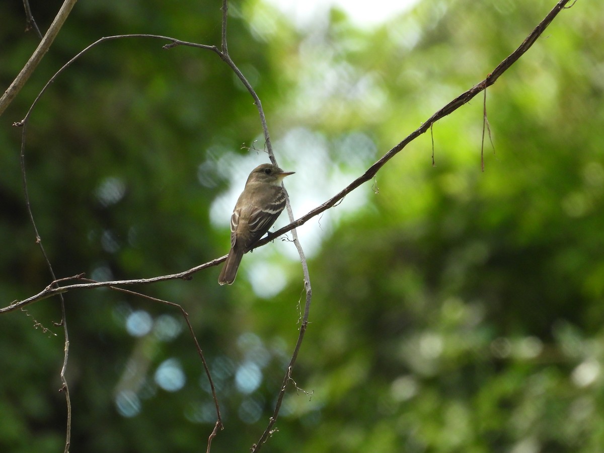 tyranovec východní - ML645479127