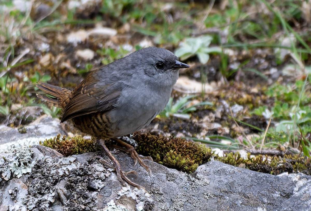 Ancash Tapaculo - ML645479153