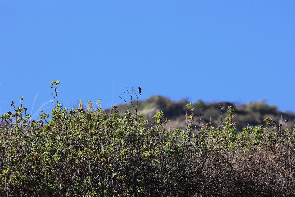 スミレフタオハチドリ - ML645479169