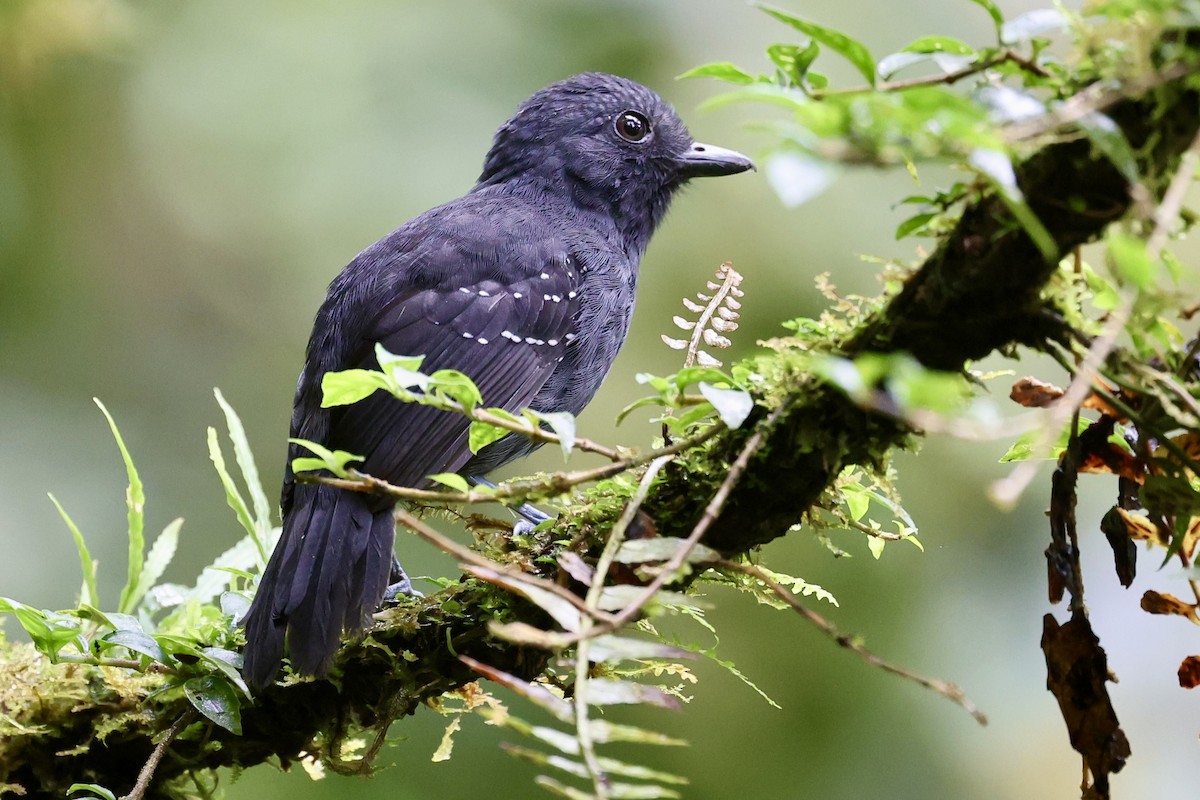 Bicolored Antvireo - ML645479175