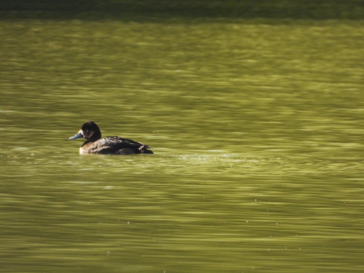 コスズガモ - ML645479177
