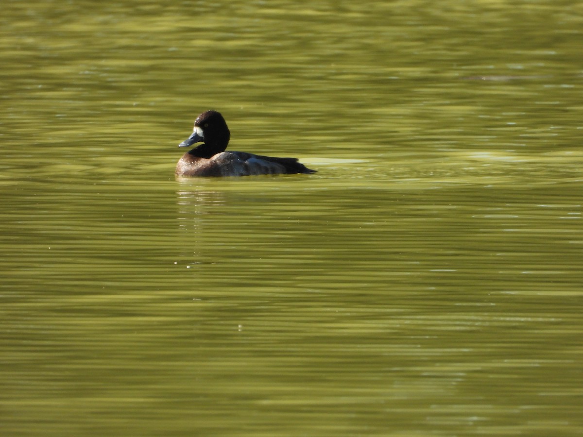 コスズガモ - ML645479179