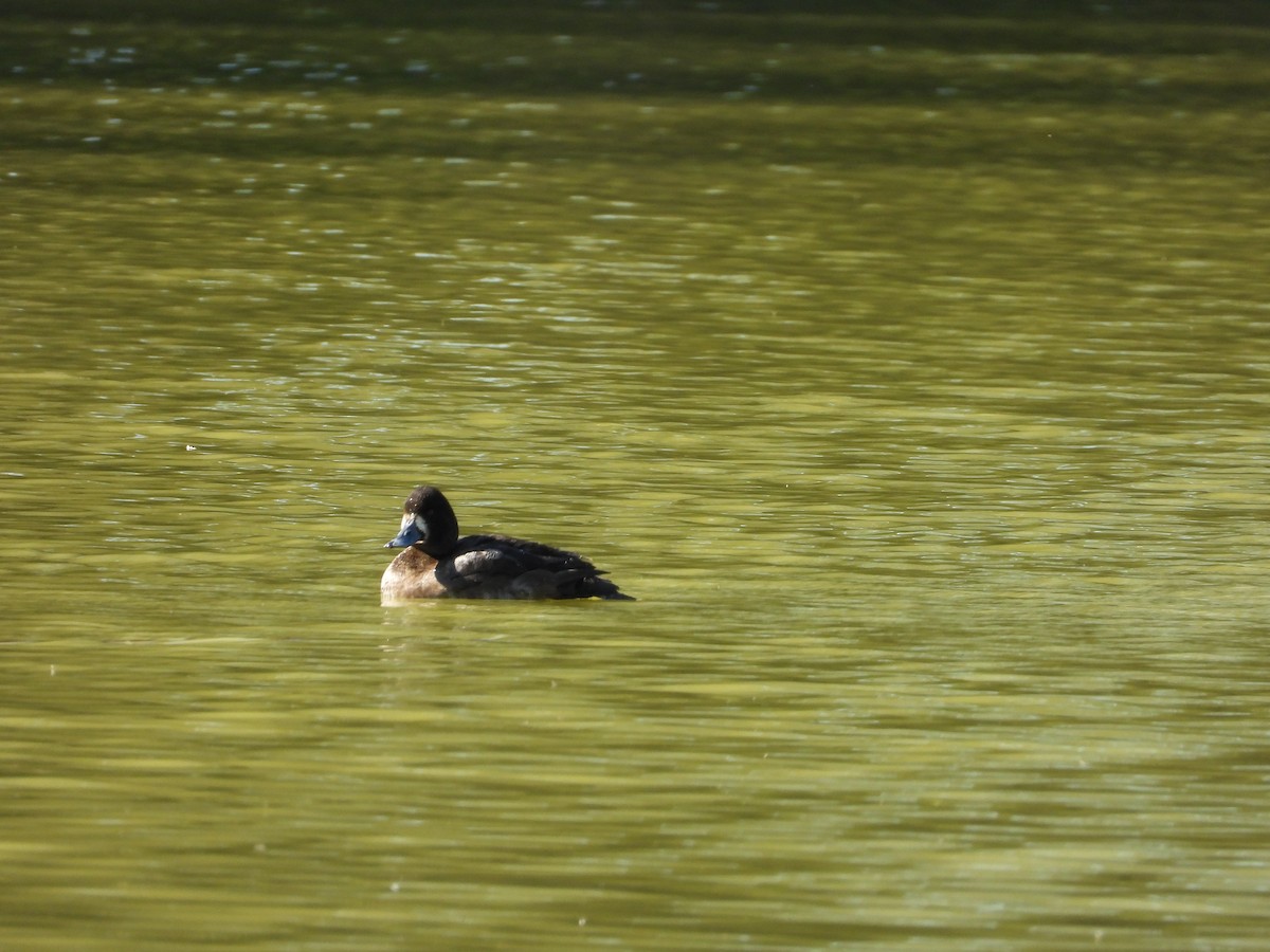 コスズガモ - ML645479180