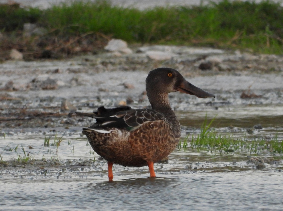 Ahate mokozabal zuria - ML645479182