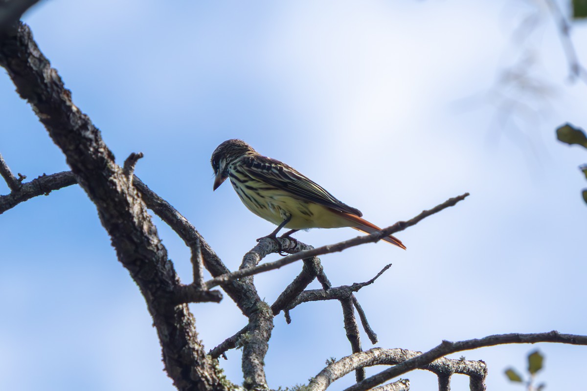 Sulphur-bellied Flycatcher - ML645479189