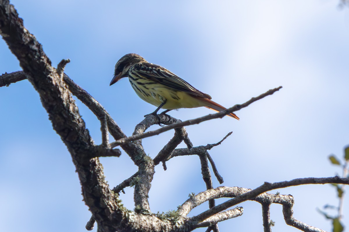 Sulphur-bellied Flycatcher - ML645479190