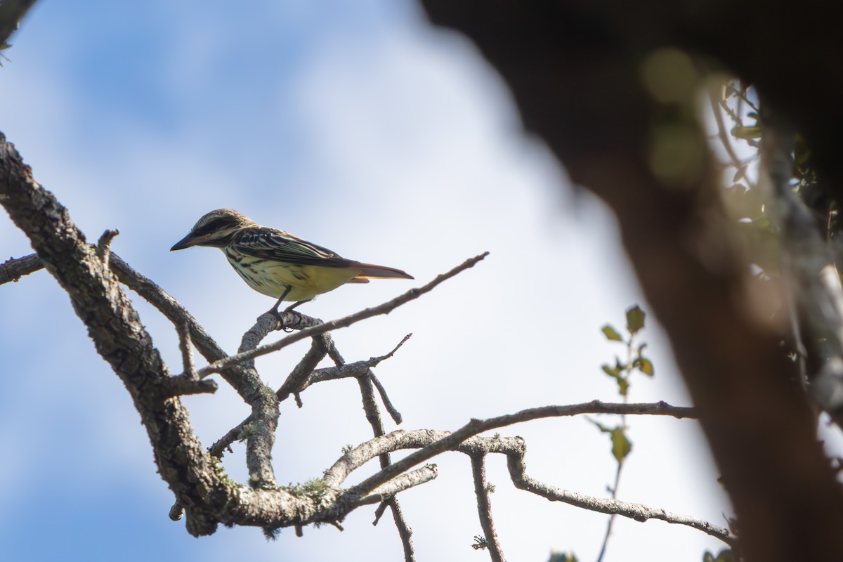 Sulphur-bellied Flycatcher - ML645479191