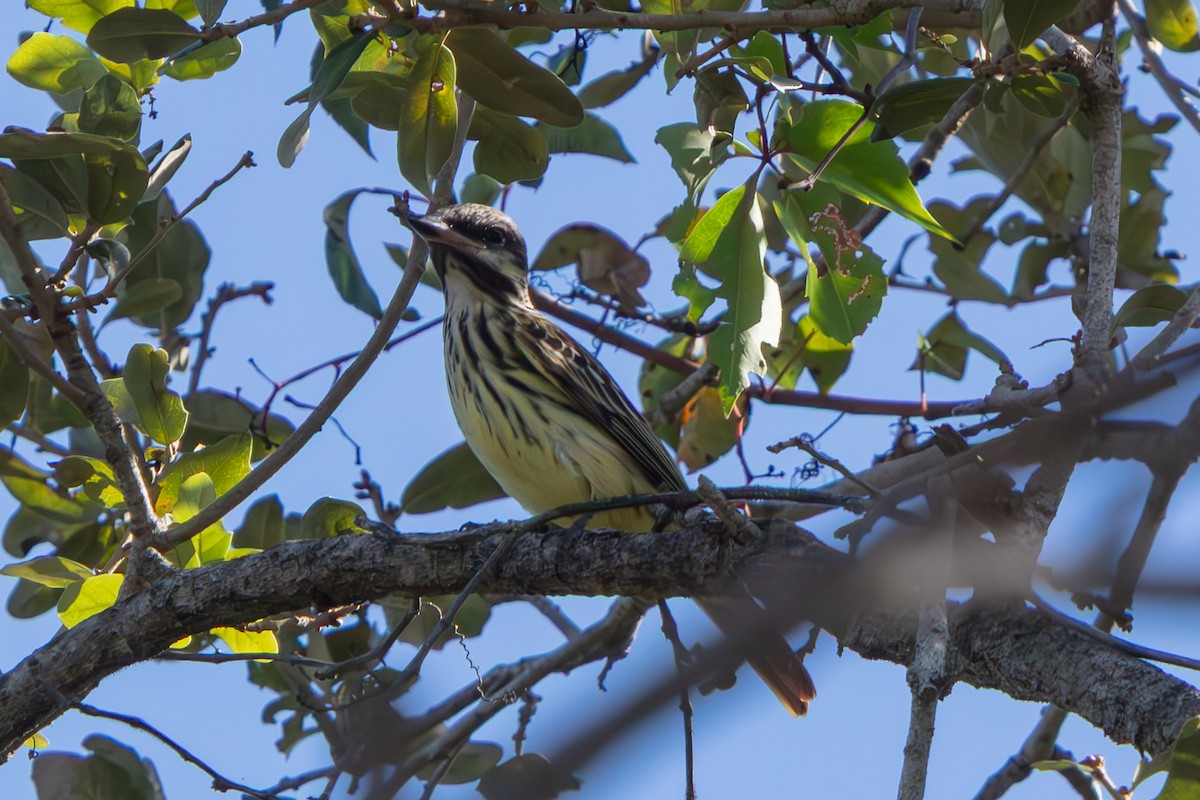 Sulphur-bellied Flycatcher - ML645479192