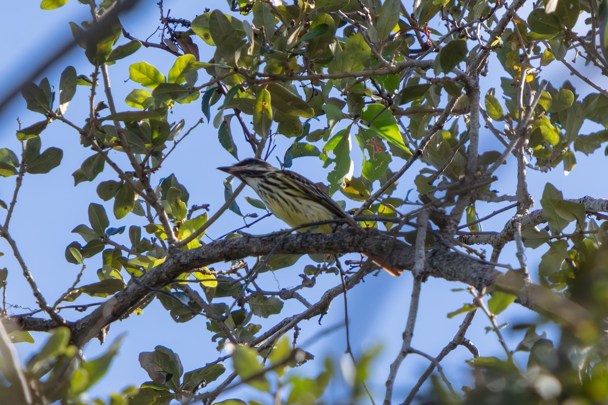 Sulphur-bellied Flycatcher - ML645479193