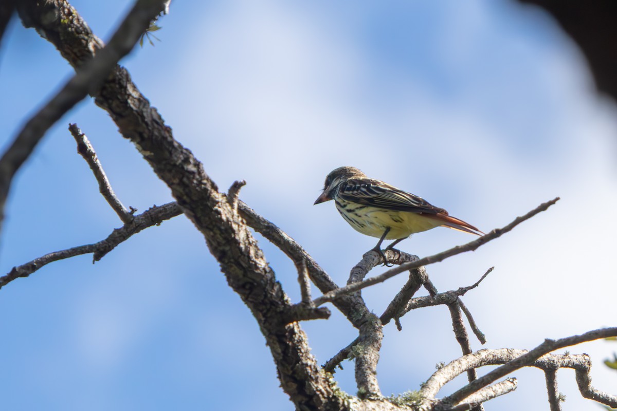 Sulphur-bellied Flycatcher - ML645479194