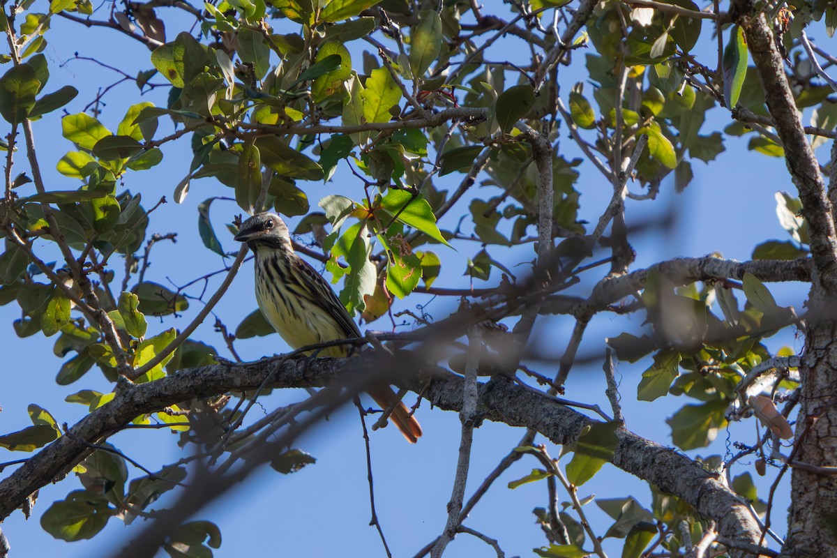 Sulphur-bellied Flycatcher - ML645479195
