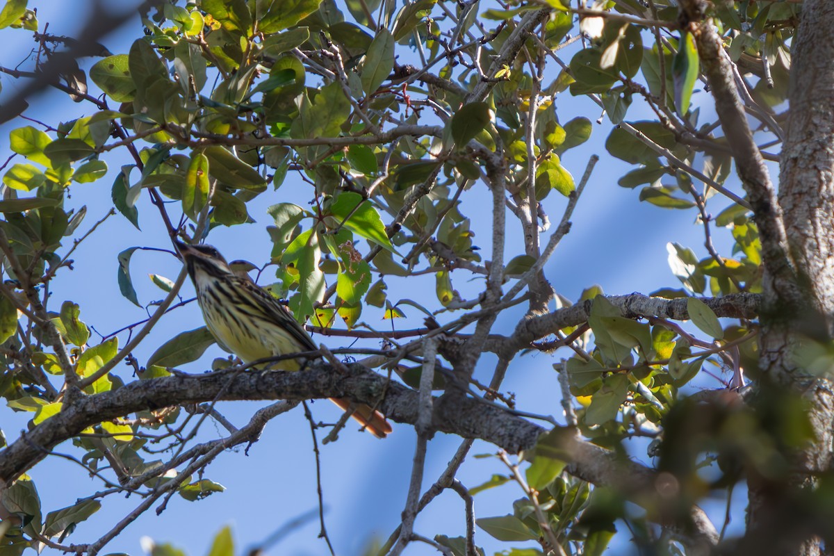 Sulphur-bellied Flycatcher - ML645479196