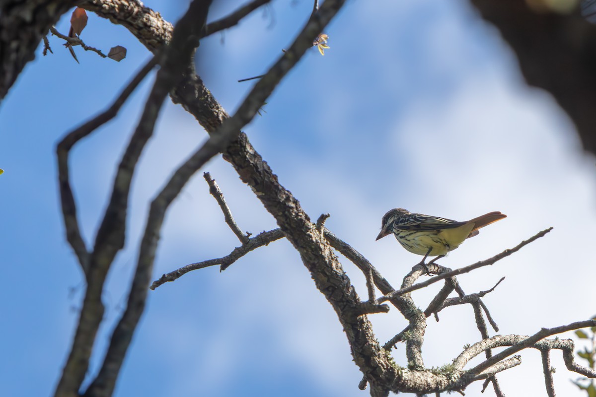 Sulphur-bellied Flycatcher - ML645479197
