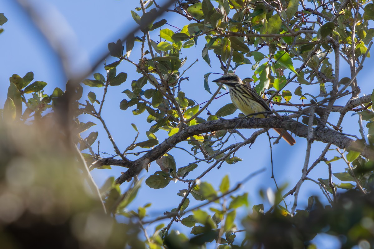 Sulphur-bellied Flycatcher - ML645479198