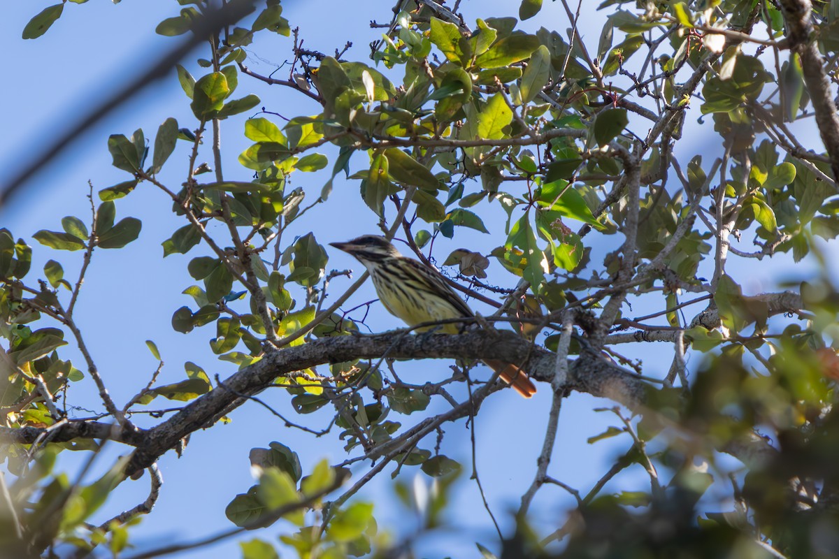 Sulphur-bellied Flycatcher - ML645479199