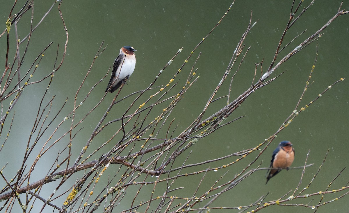 Cliff Swallow - ML645479201