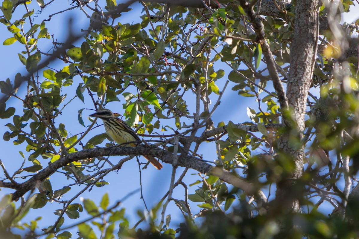 Sulphur-bellied Flycatcher - ML645479202