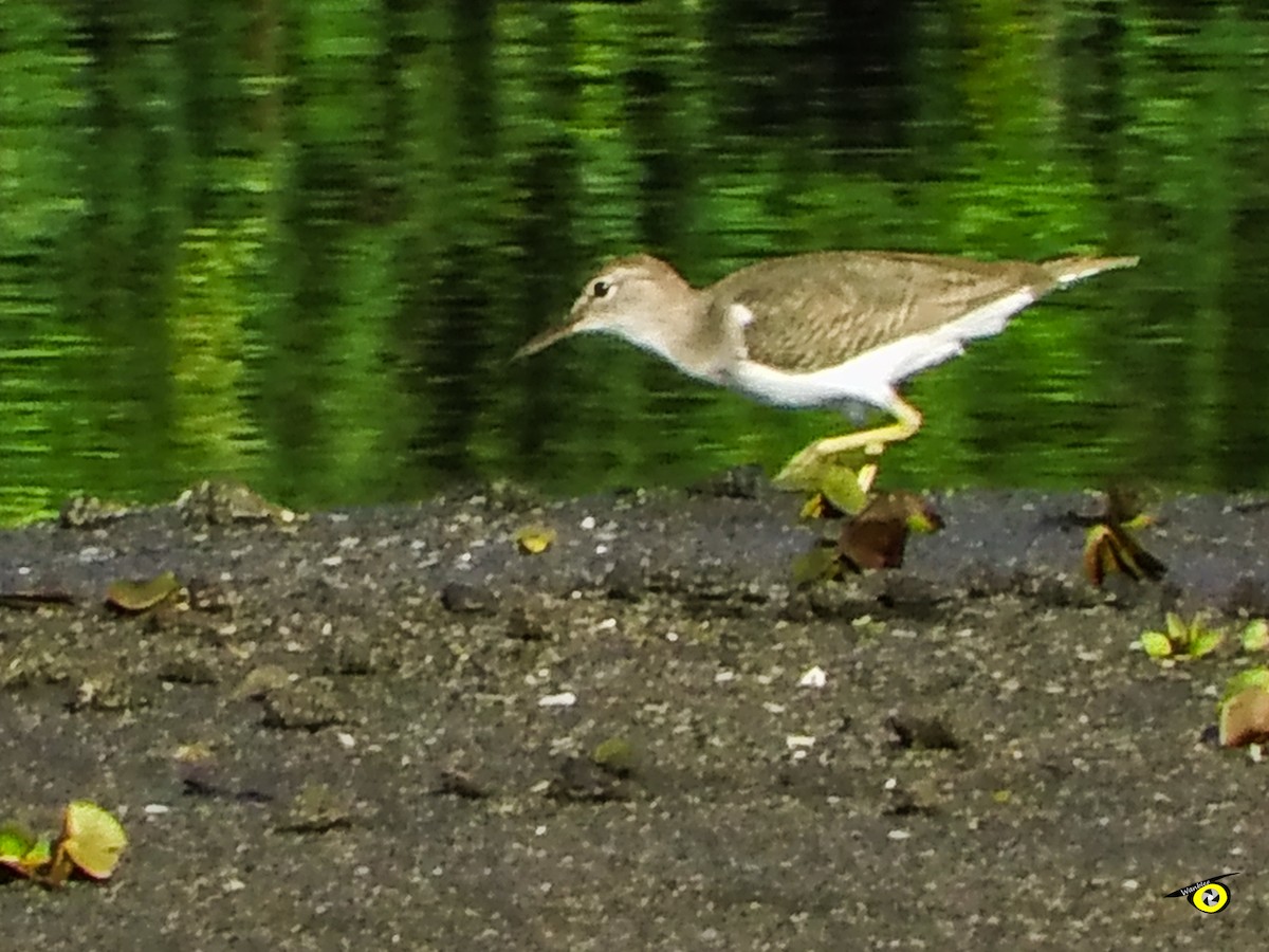 Spotted Sandpiper - ML645479216