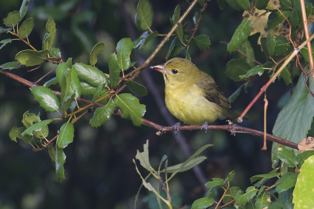 Scarlet Tanager - ML645479225