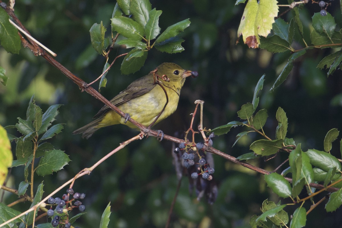 Scarlet Tanager - ML645479226