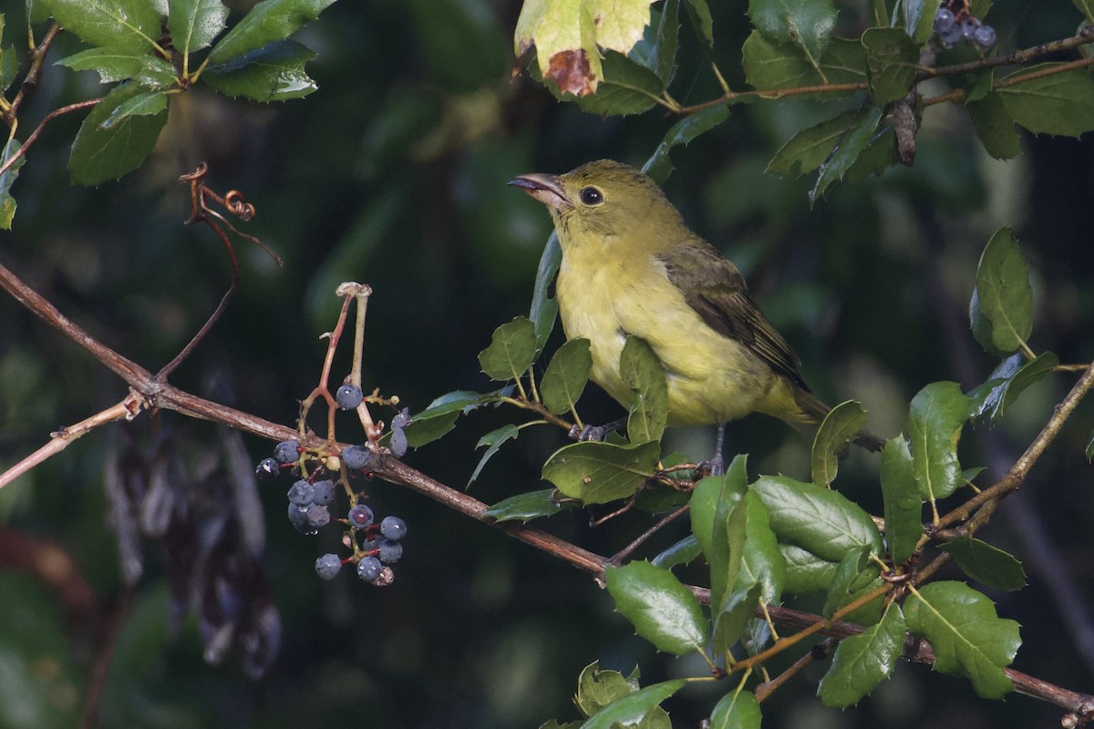 Scarlet Tanager - ML645479231
