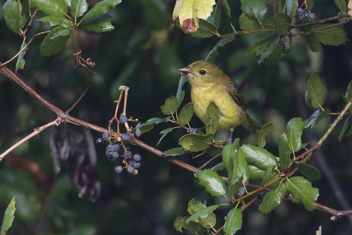 Scarlet Tanager - ML645479232